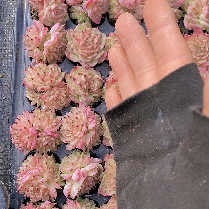 98 多肉植物组合盆栽花卉