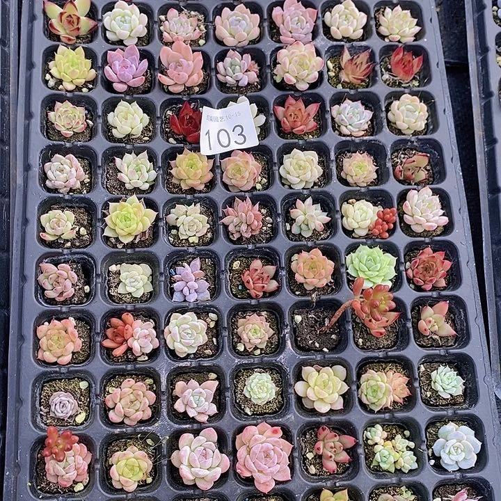 103 多肉植物盆栽花卉植物