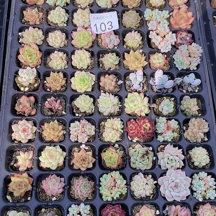 103 多肉植物盆栽花卉植物