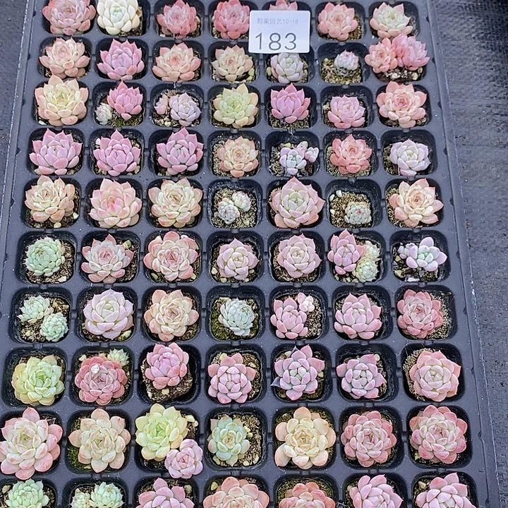 183 多肉植物花卉植物盆栽