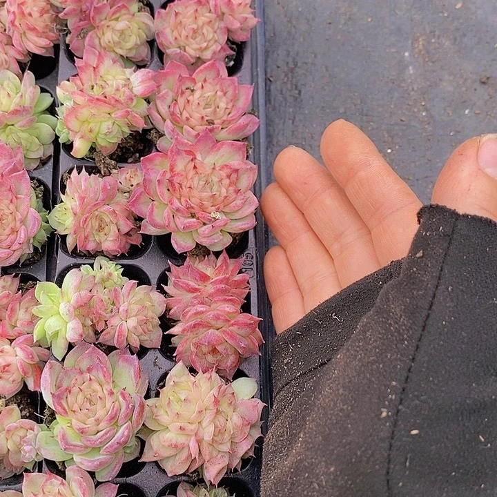 80 多肉植物盆栽花卉植物