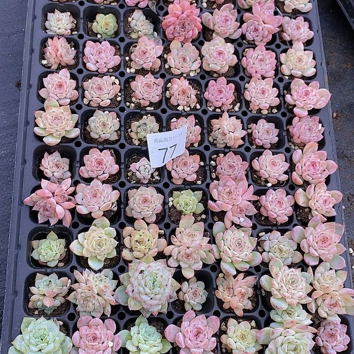 77 多肉植物组合盆栽花卉