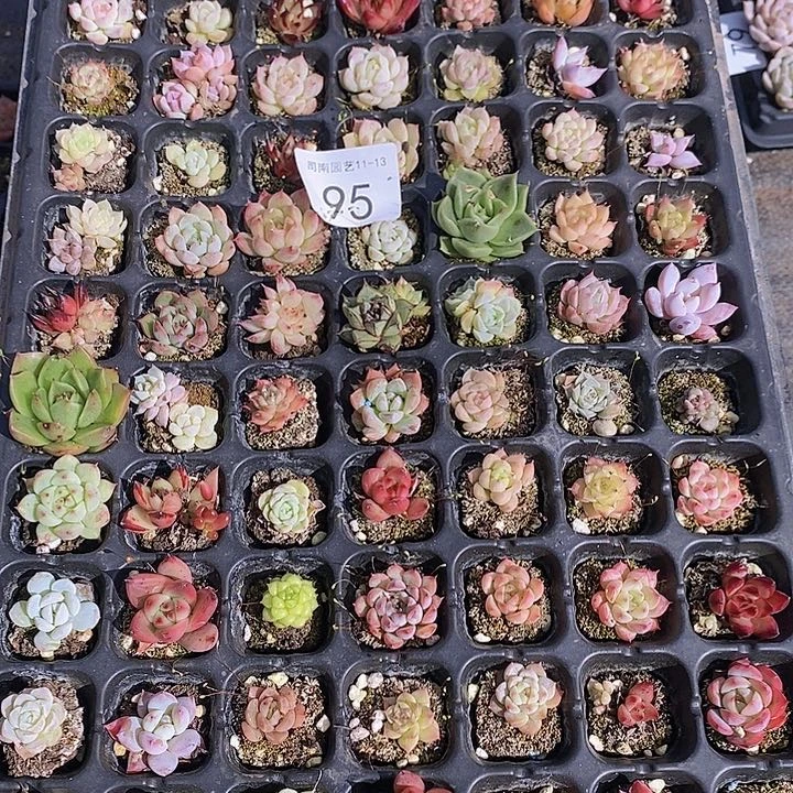 95 多肉植物组合盆栽花卉
