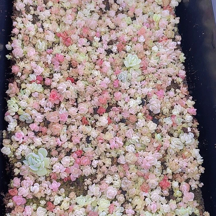 173 多肉植物组合盆栽花卉