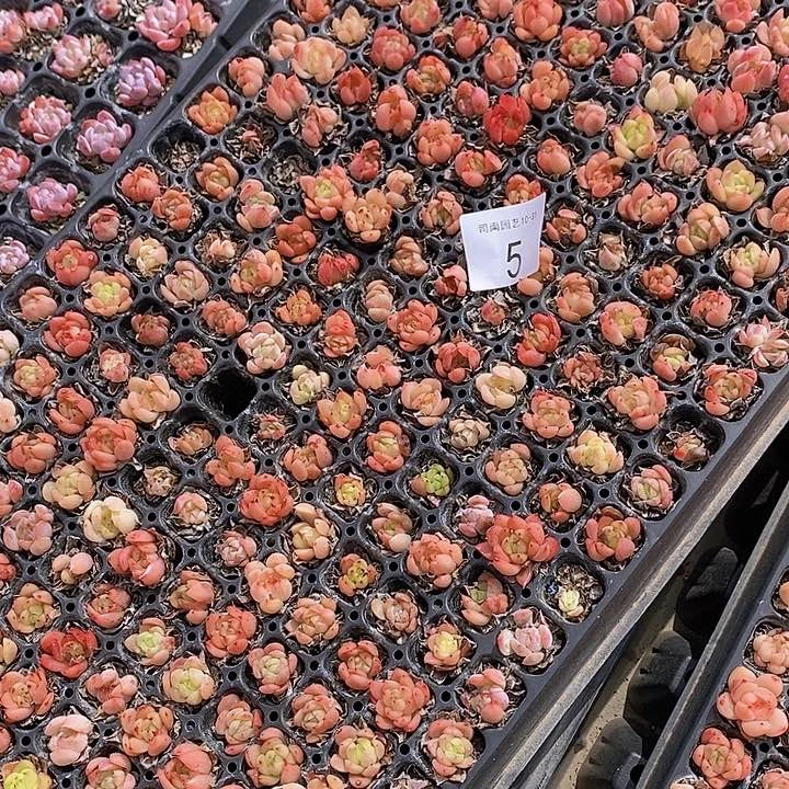 5 多肉植物组合盆栽花卉