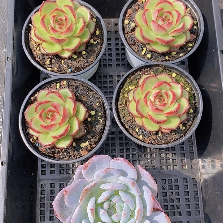 56 多肉植物盆栽花卉植物