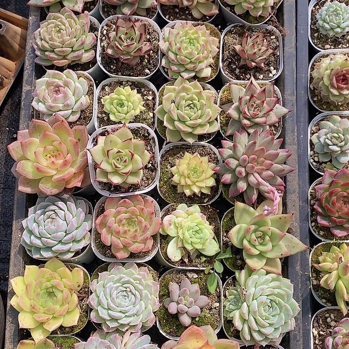 49 多肉植物组合盆栽花卉