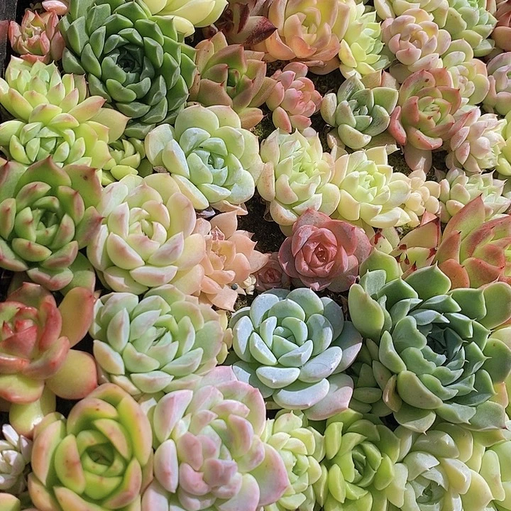 184 多肉植物盆栽花卉植物