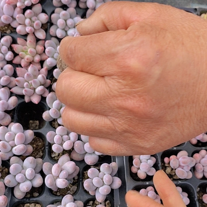 201 多肉植物组合盆栽花卉