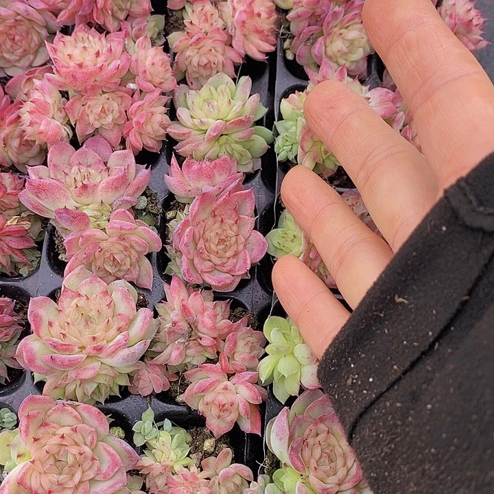 81 多肉植物盆栽花卉植物