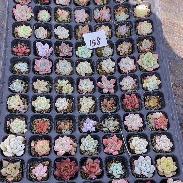 158 多肉植物组合盆栽花卉