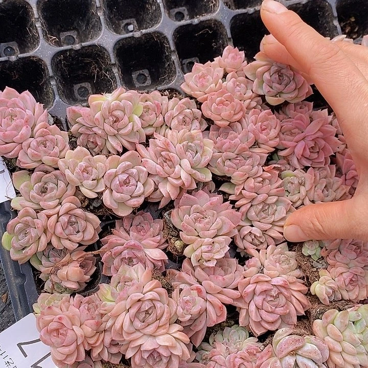 18 多肉植物组合盆栽花卉