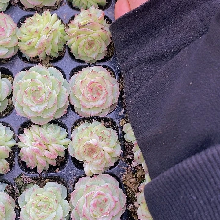 149 多肉植物盆栽植物花卉