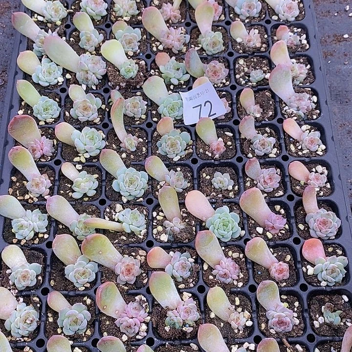 72多肉植物盆栽花卉植物