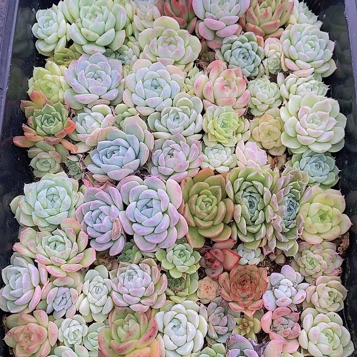 117 多肉植物盆栽植物花卉