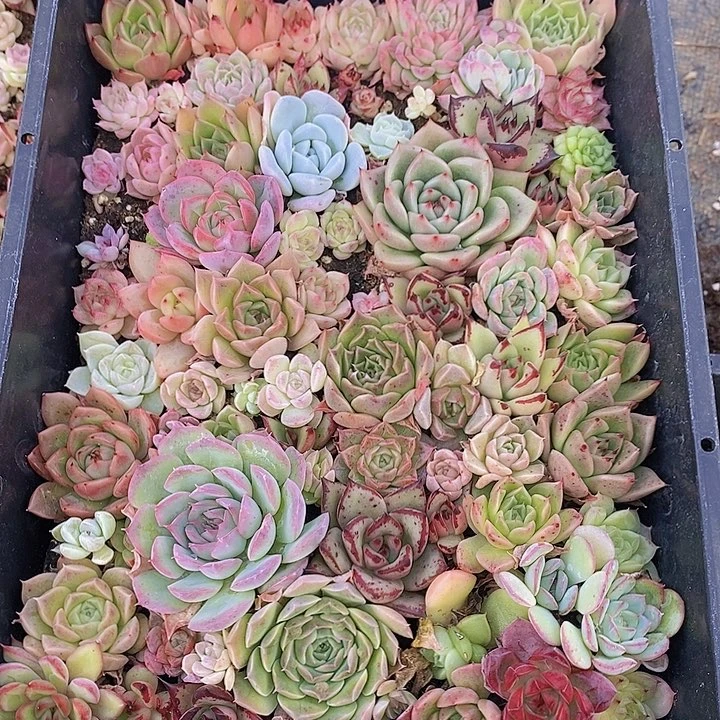 40 多肉植物组合盆栽花卉