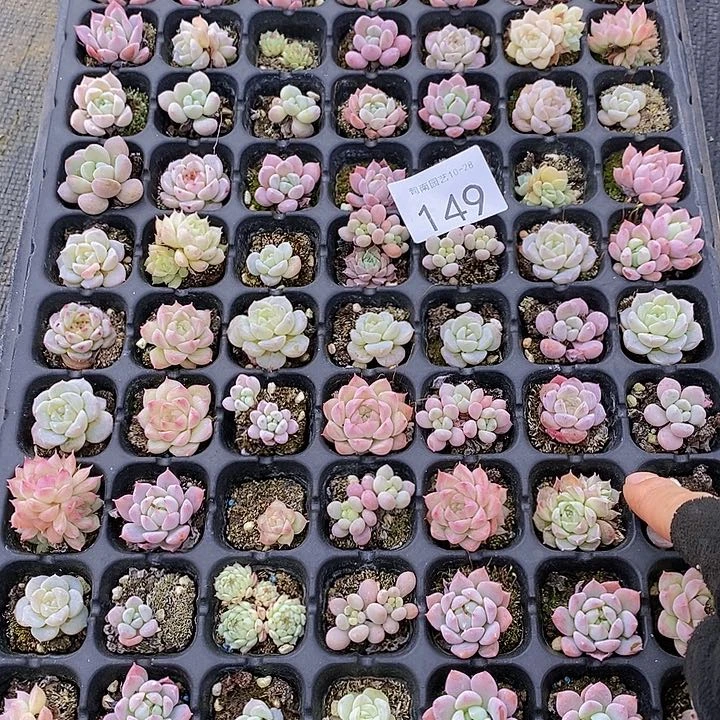 149 多肉植物组合盆栽花卉
