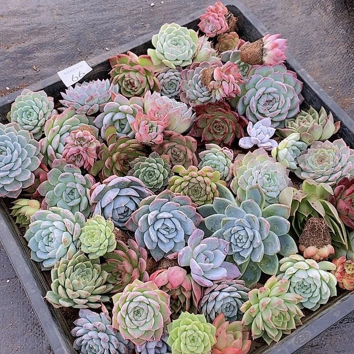 66 多肉植物组合盆栽花卉