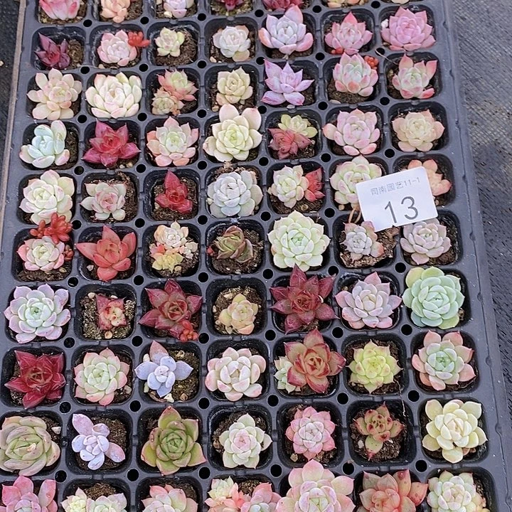 13 多肉植物组合盆栽花卉