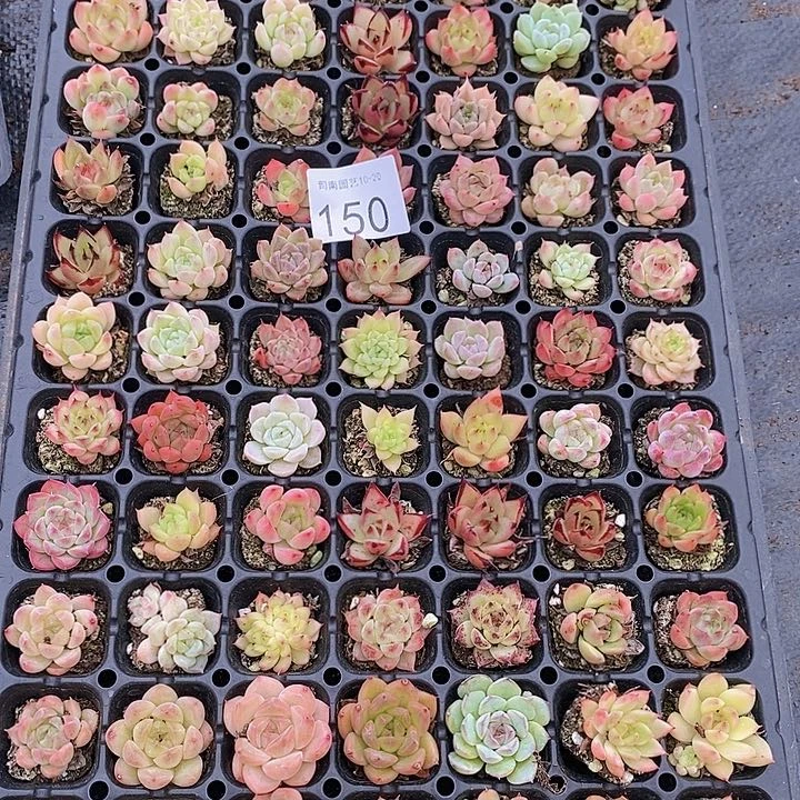 150 多肉植物盆栽植物花卉