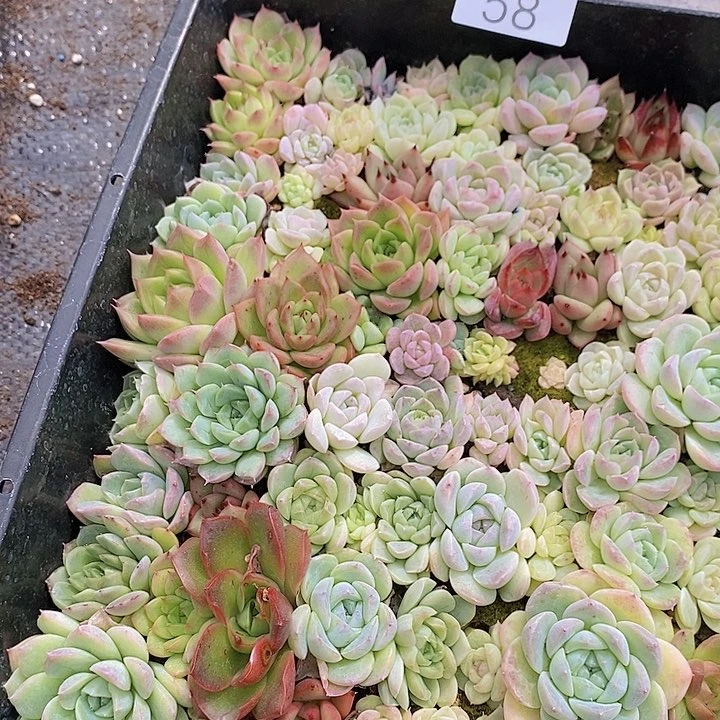 58 多肉植物组合盆栽花卉