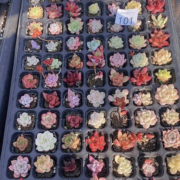 101 多肉植物组合盆栽花卉