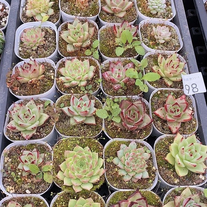 98 多肉植物组合盆栽花卉
