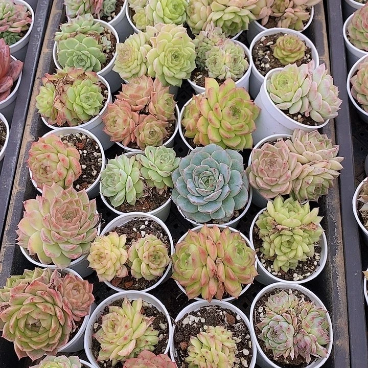 18 多肉植物组合盆栽花卉