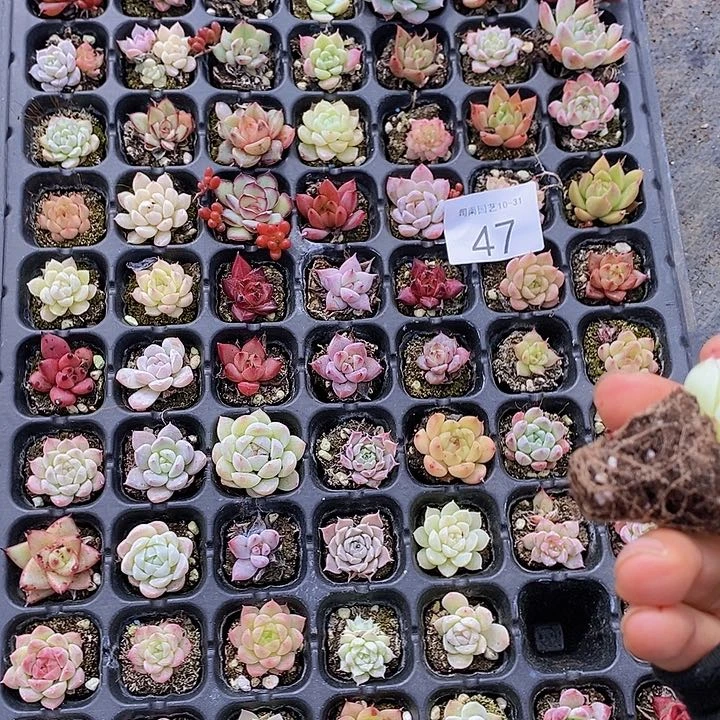 47 多肉植物组合盆栽花卉