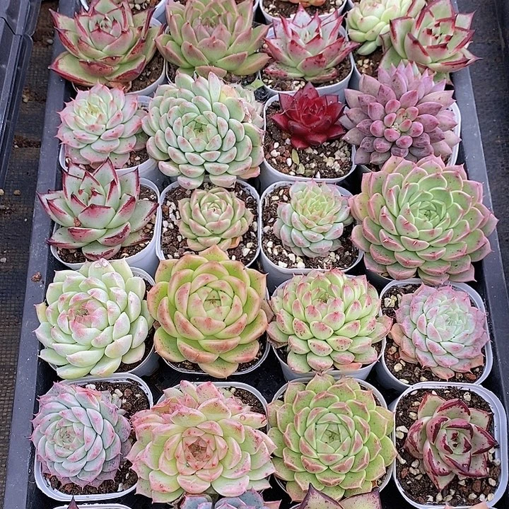 44 多肉植物组合盆栽花卉