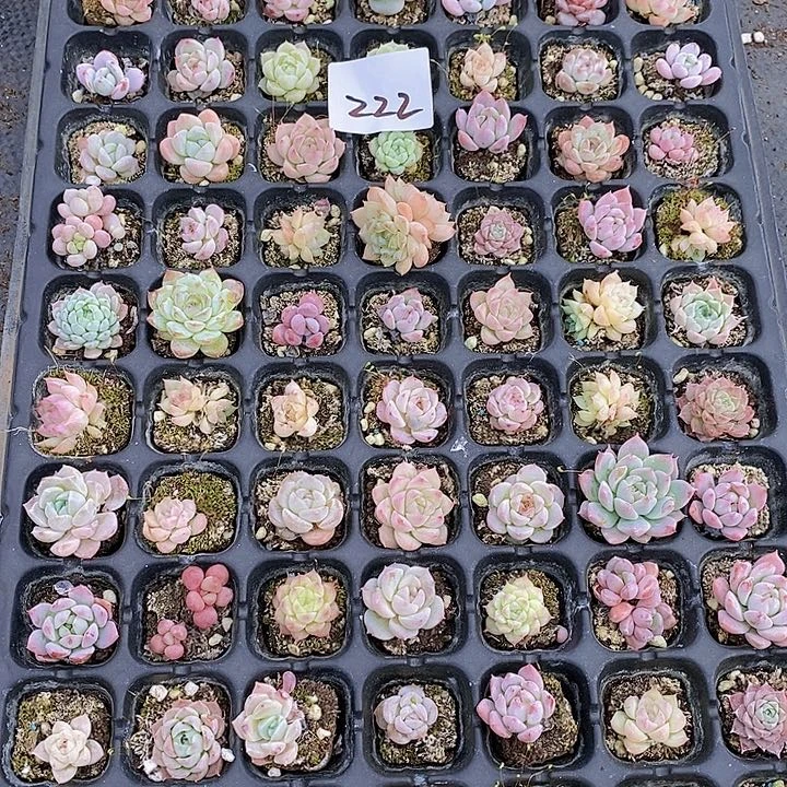 222 多肉植物组合盆栽花卉