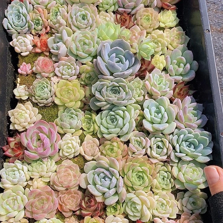 61 多肉植物组合盆栽花卉