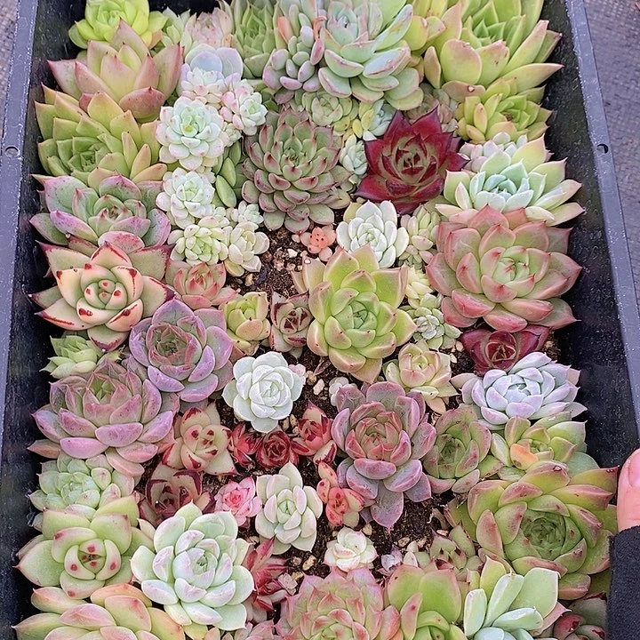 66 多肉植物组合盆栽花卉