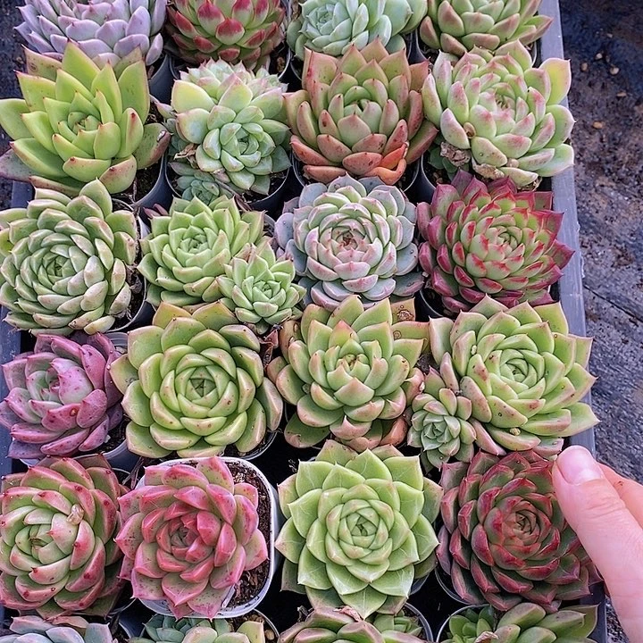 19 多肉植物组合盆栽花卉