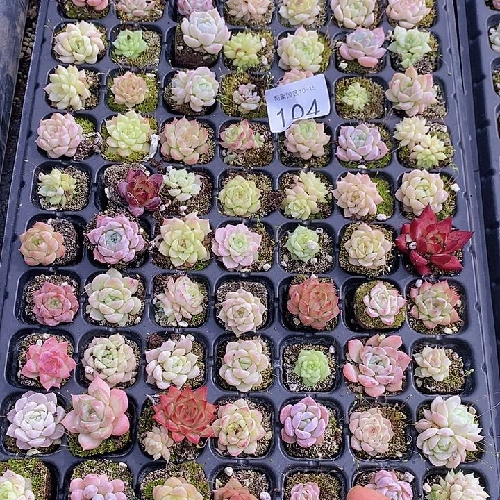 104 多肉植物盆栽花卉植物