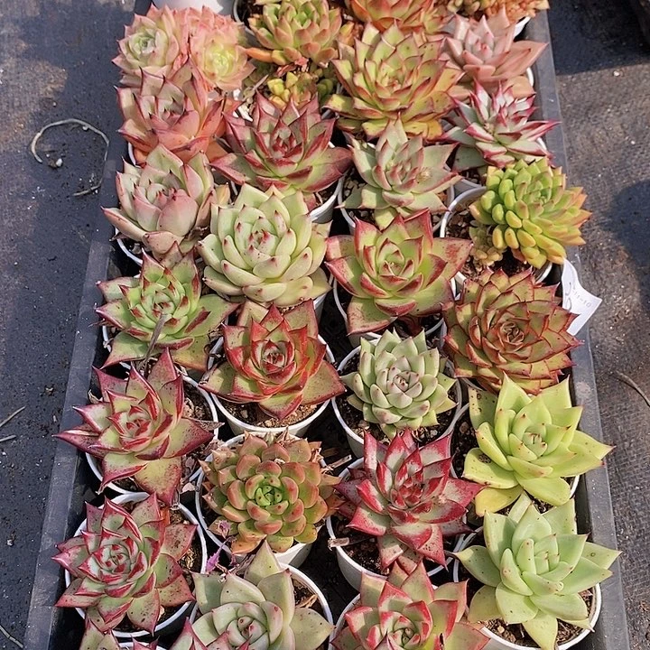 寻*29 多肉植物组合盆栽花卉