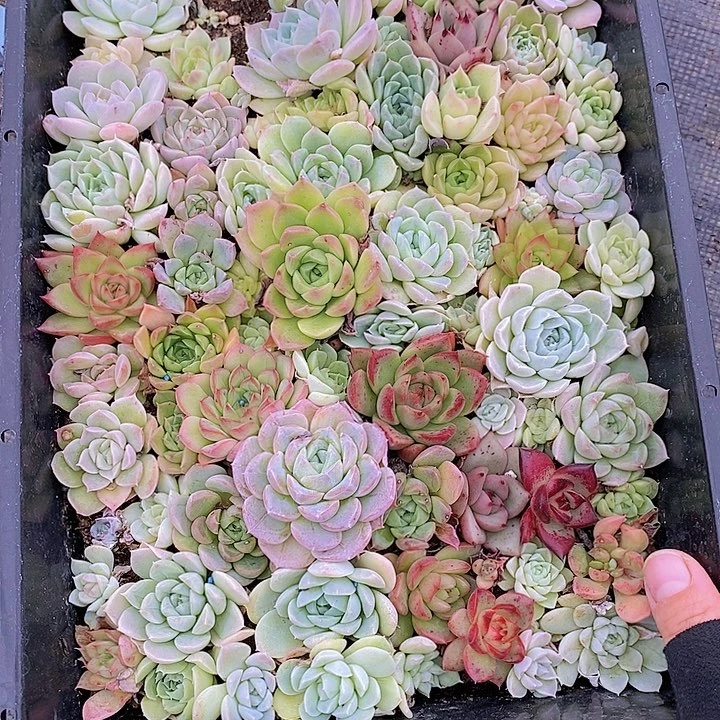 69 多肉植物组合盆栽花卉