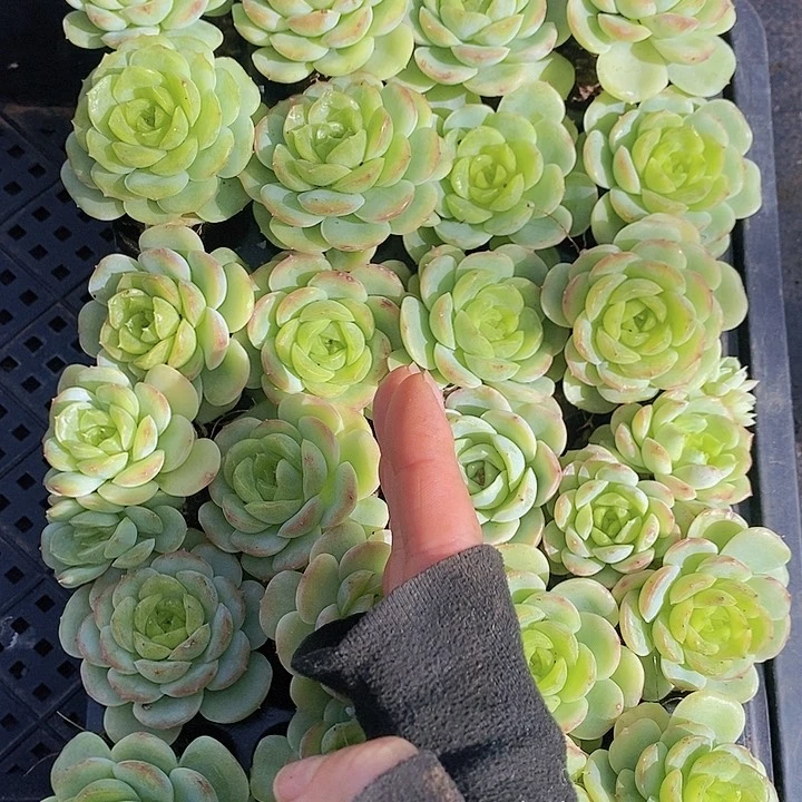 49-50 多肉植物组合盆栽花卉