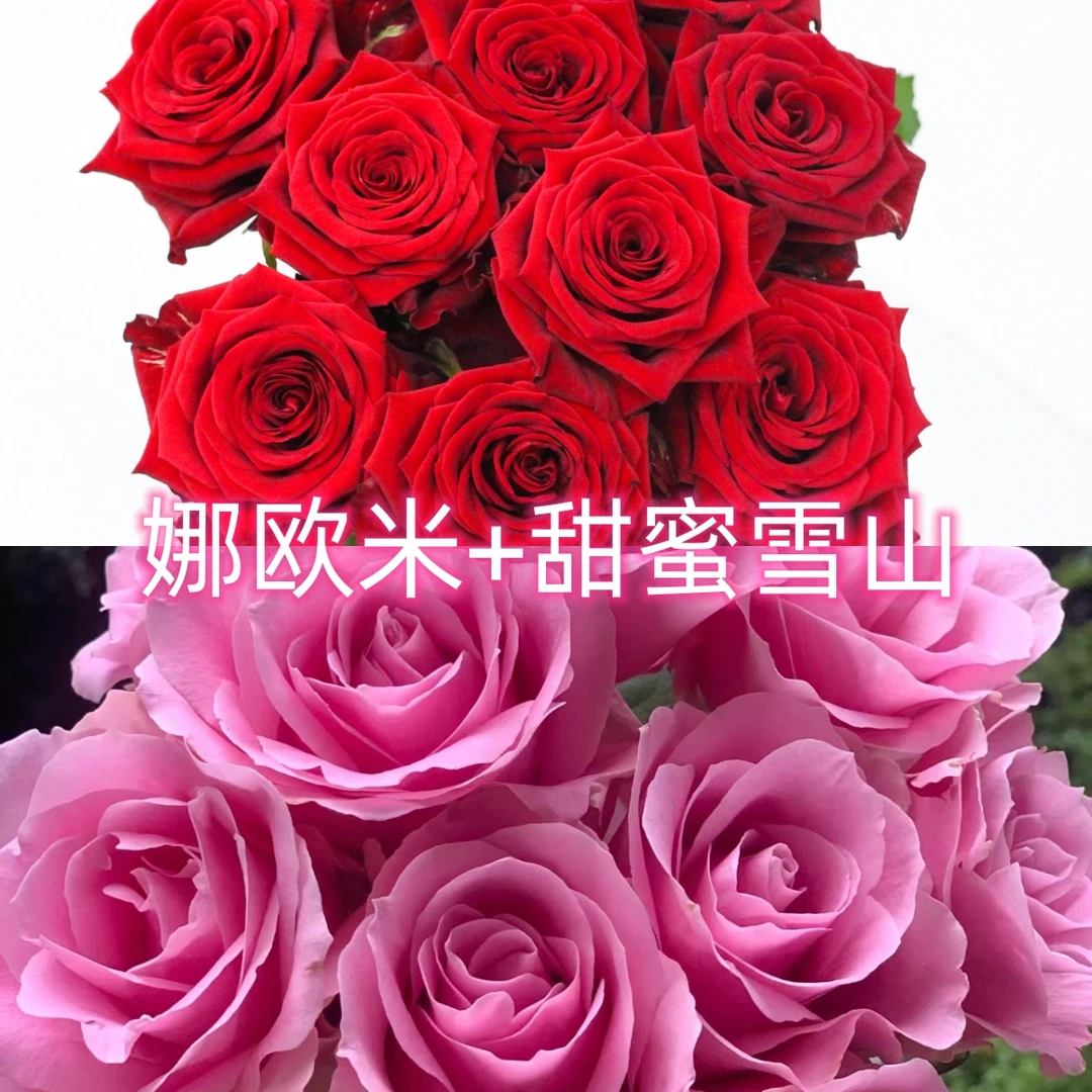 618促销双拼【娜欧米玫瑰+甜蜜雪山】各五只