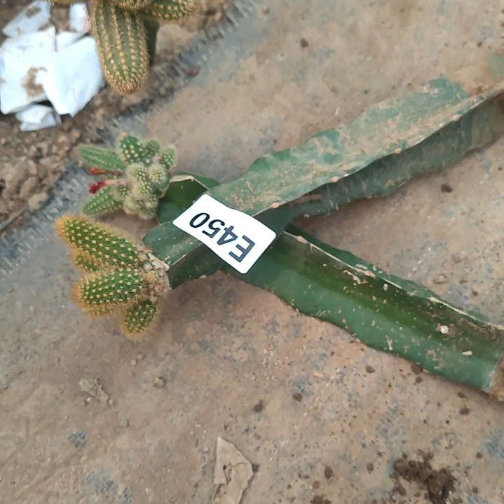 半**雨金妞2个450