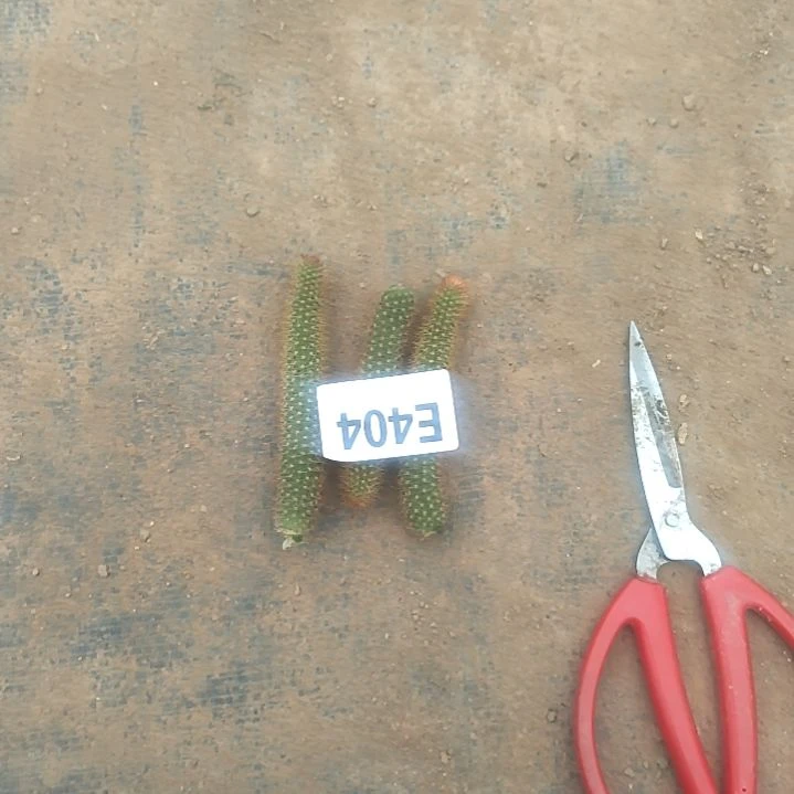 果**?黄花金妞三个404