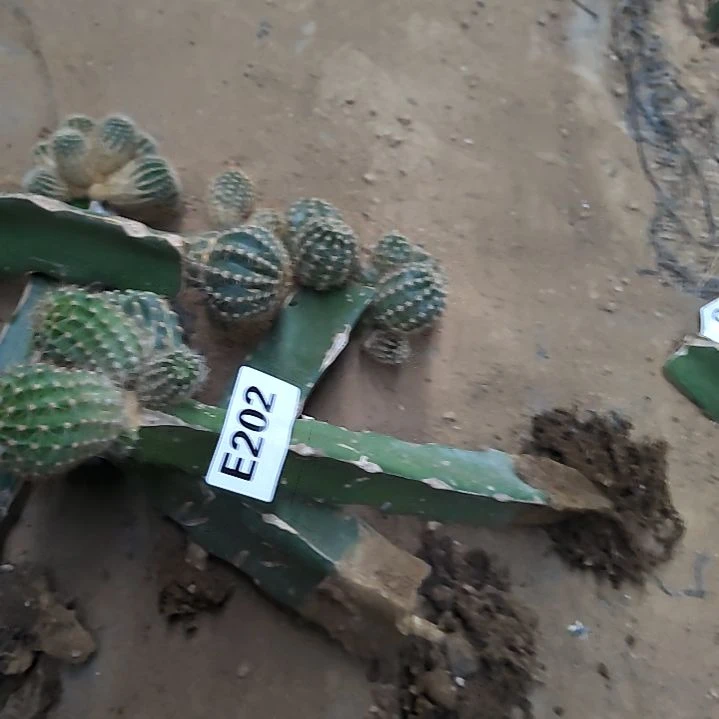 如***意彩草丽花6个202