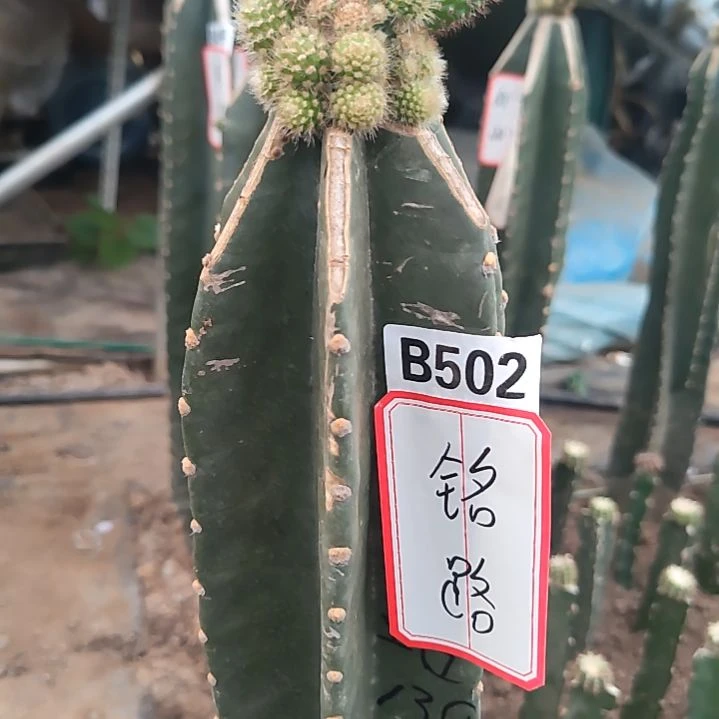 铭*寄养4色发货502