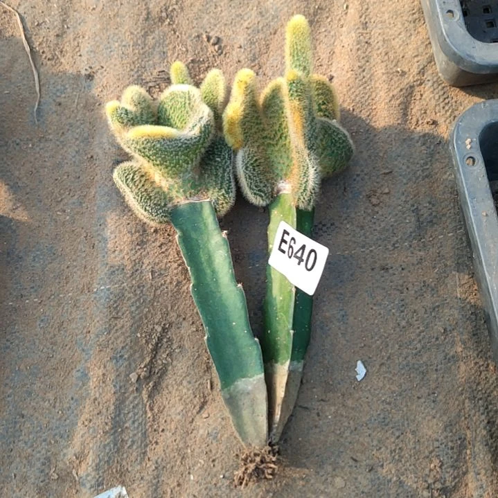 用****9缀化2个640