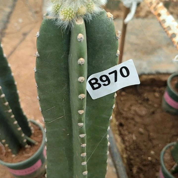 兴**装量天尺九尾锦1个970