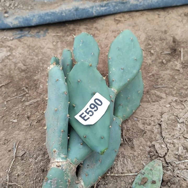 我****你龙爪掌1个590