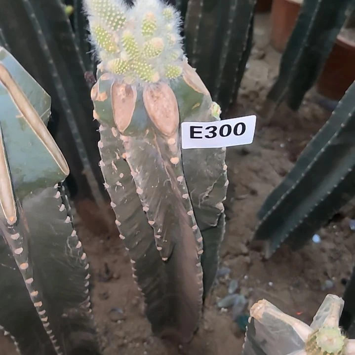 黑*量天尺九尾狐1个300