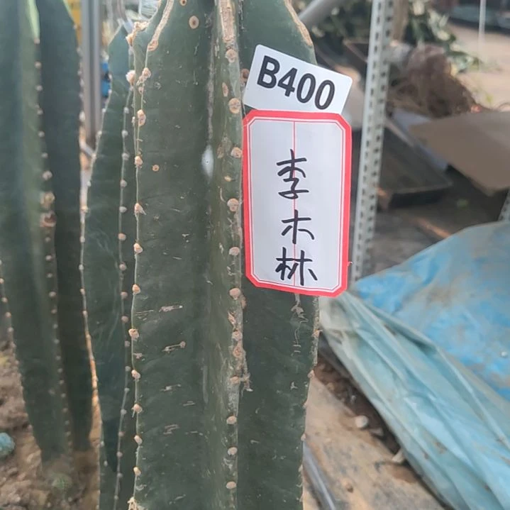 李*林发空包寄养量天尺四色金妞400