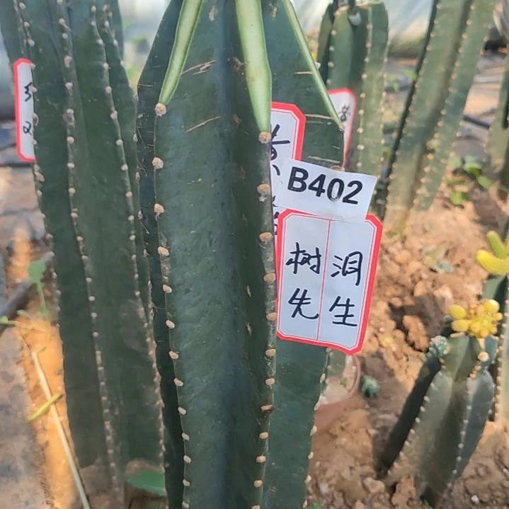 树**生发空包寄养量天尺四色金妞402