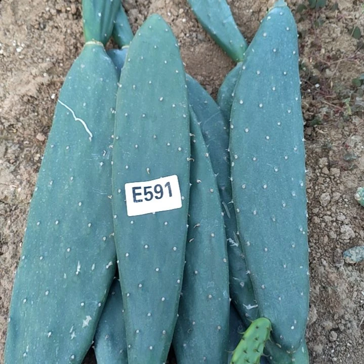 安*?梨果叶片7个591